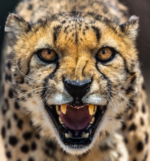 cheetah africa namibia