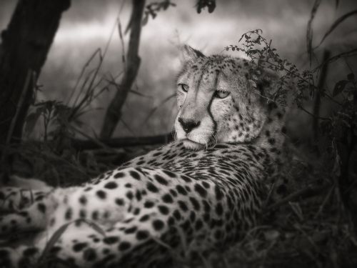 cheetah black and white africa