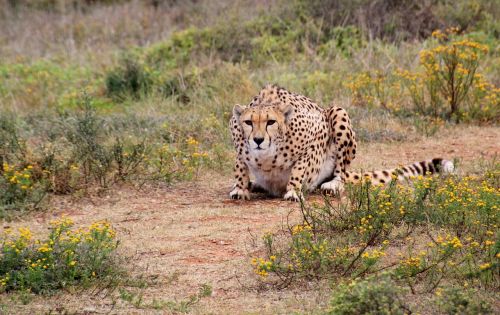 cheetah predator wild animal