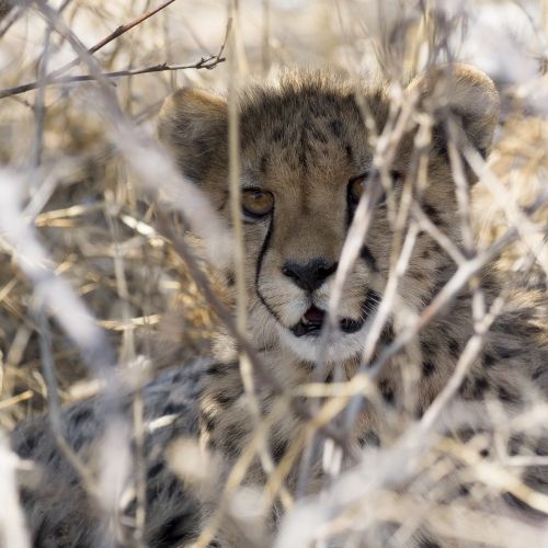 cheetah safari namibia