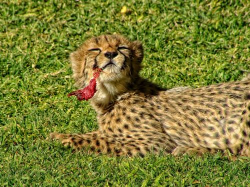cheetah cub meat