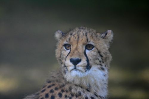 cheetah portrait feline
