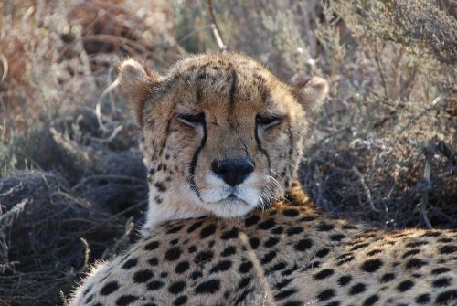cheetah south africa wildlife