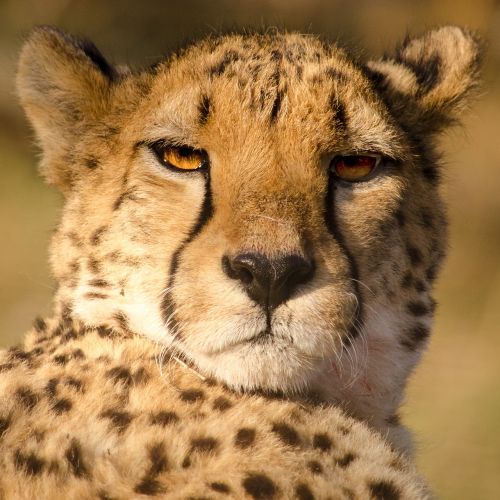 cheetah fast cat
