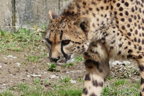 cheetah  cat  animal