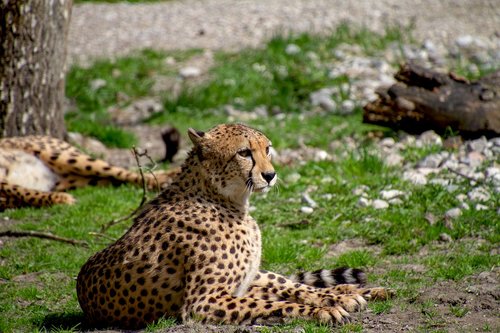 cheetah  predator  animal world
