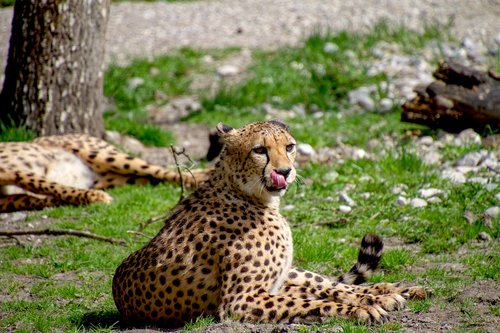 cheetah  predator  animal world