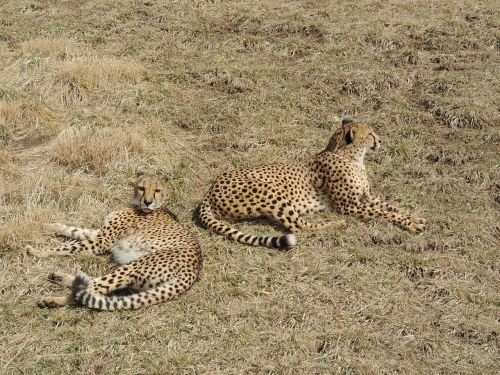 cheetah animals safari