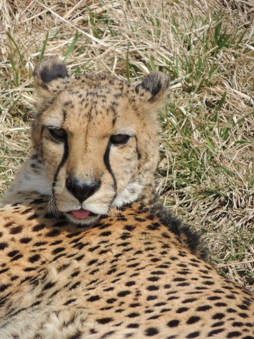 cheetah wildcat carnivore