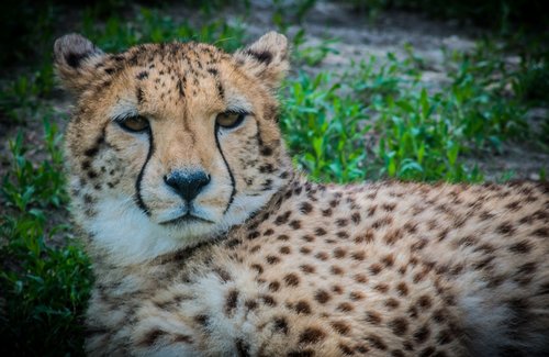 cheetah  cat  predator