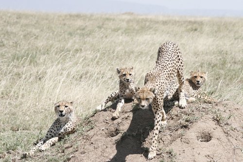 cheetah  mother  cubs