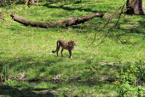 cheetah  zoo  animal