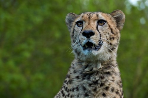 cheetah  predator  africa