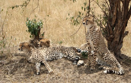 cheetah  savanna  wild