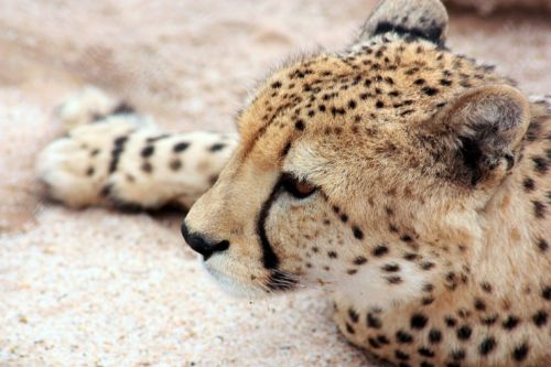cheetah animal nature