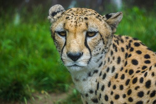 cheetah  fur  predator
