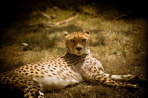cheetah  big cat  predator