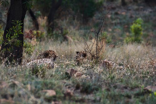 cheetah  safari  south africa
