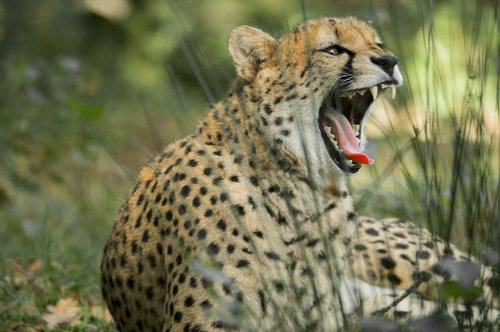 cheetah  big cat  predator