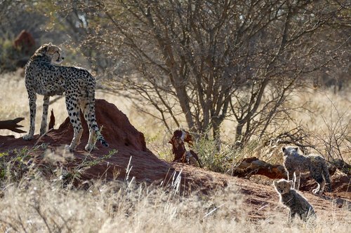 cheetah  cheetah family  big cat