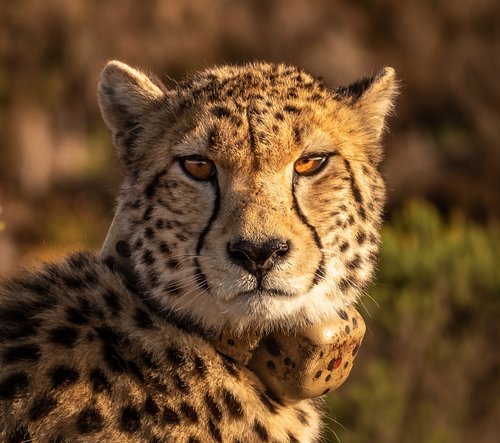 cheetah  predator  big cat