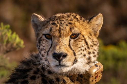 cheetah  wildcat  africa