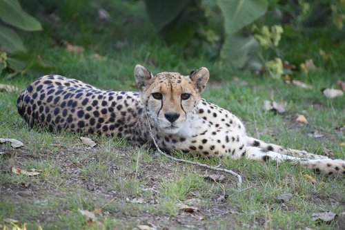 cheetah  nature  tawny