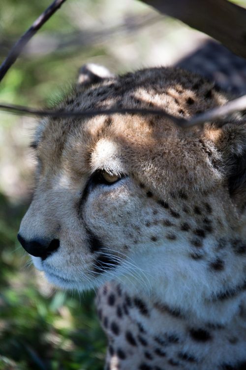 cheetah wildlife cat