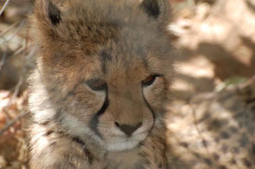 cheetah cub spots