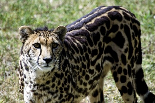 cheetah  fast animal  zoo