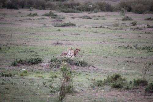 cheetah  africa  safari