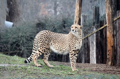 cheetah  zoo  beast