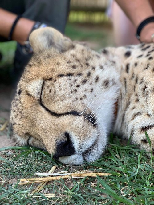 cheetah  cat  animals