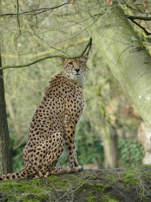 cheetah  wild  nature