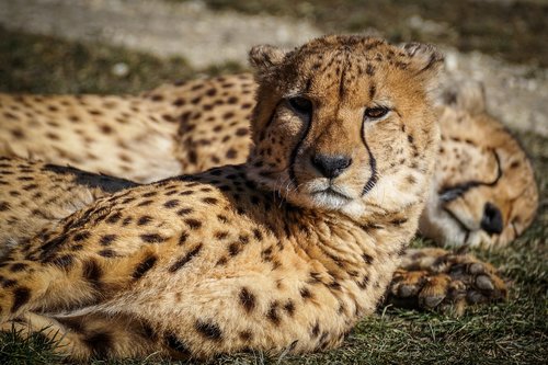 cheetah  zoo  predator
