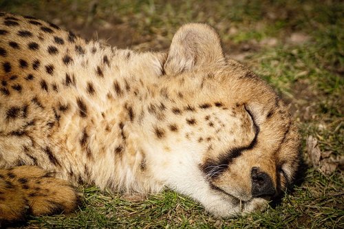 cheetah  zoo  predator