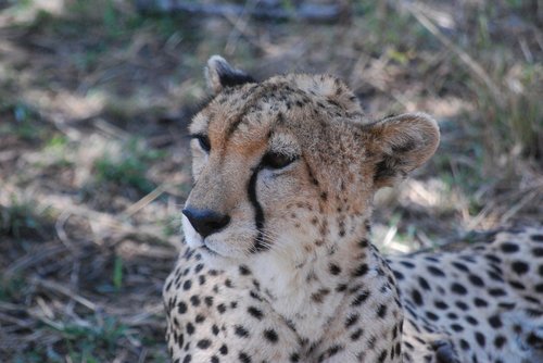 cheetah  wildcat  africa