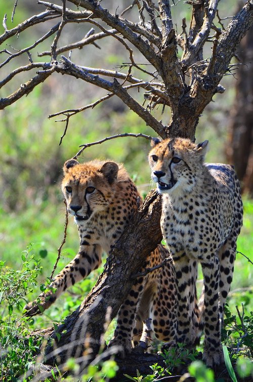 cheetah  kruger national park  africa