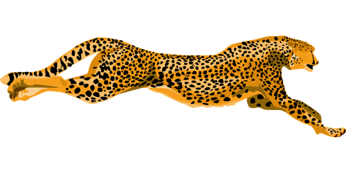 cheetah wildcat fast