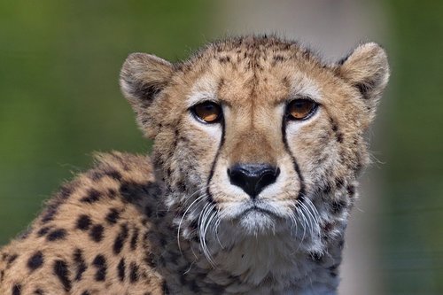 cheetah  beast  cat