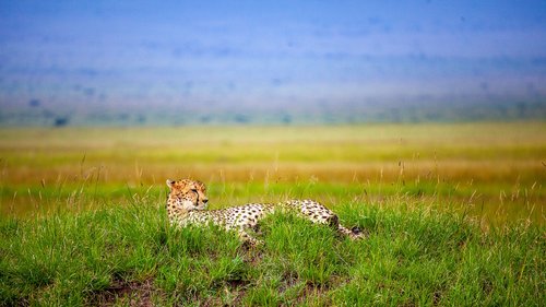 cheetah  savannah  concerns