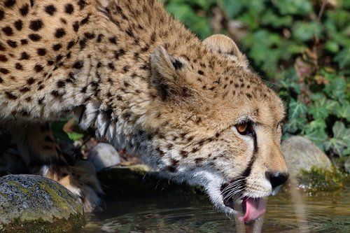 cheetah  beast  animal