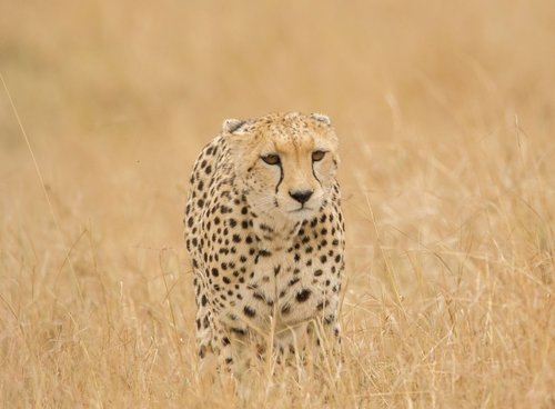 cheetah  savannah  safari