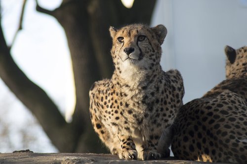 cheetah  leopard  big