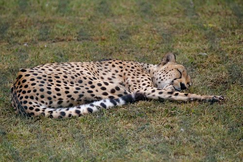 cheetah  beast  lying