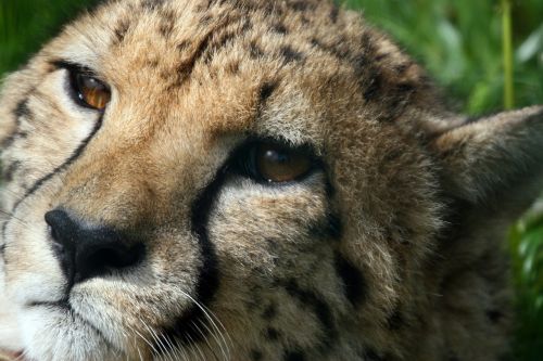 cheetah wild cat portrait