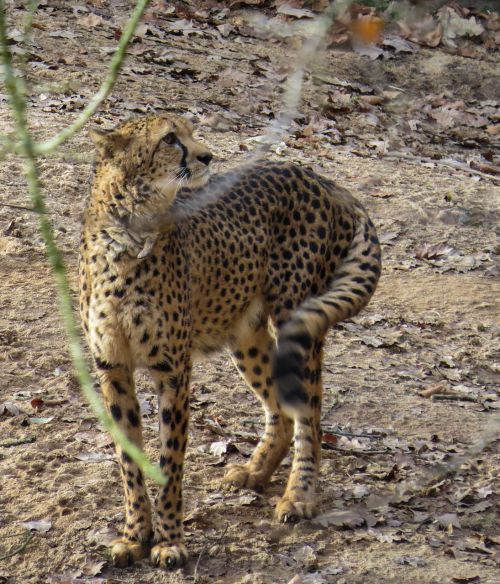 cheetah animals predator