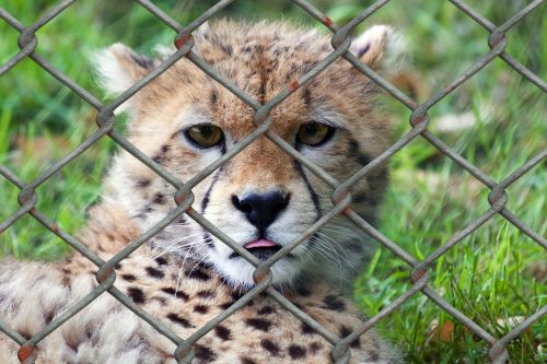 cheetah young animal predator