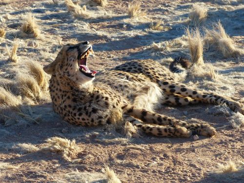 cheetah namibia safari