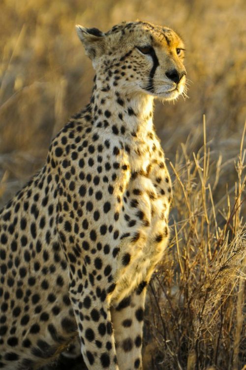 cheetah sitting big cat